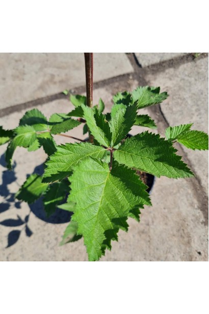 Ежевика ранняя Виктория - 3л/вис.50-70см/Ø30-40см